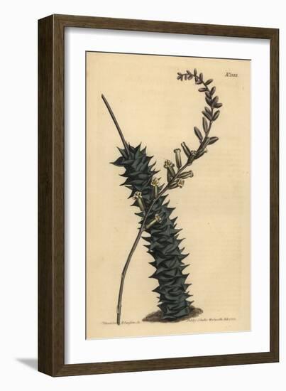 Astroloba Foliolosa (Small Leaved Aloe, Aloe Foliolosa)-Sydenham Teast Edwards-Framed Giclee Print