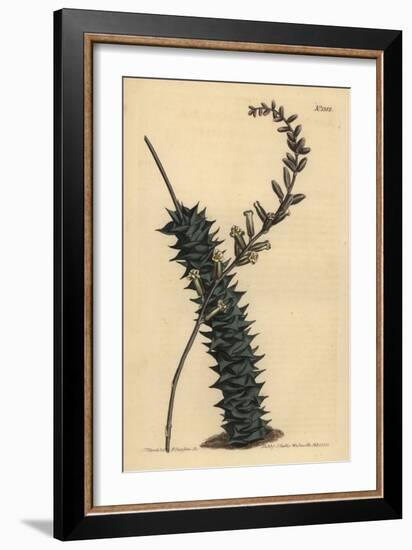 Astroloba Foliolosa (Small Leaved Aloe, Aloe Foliolosa)-Sydenham Teast Edwards-Framed Giclee Print