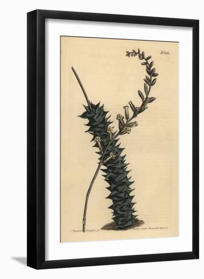 Astroloba Foliolosa (Small Leaved Aloe, Aloe Foliolosa)-Sydenham Teast Edwards-Framed Giclee Print