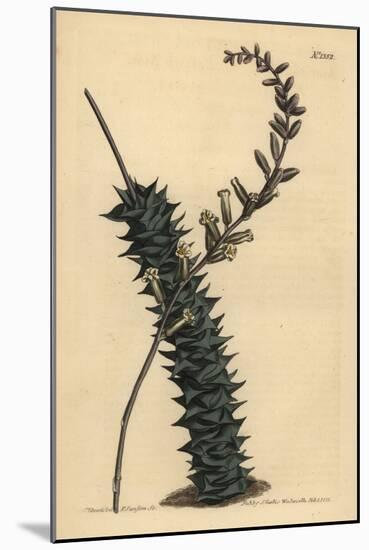 Astroloba Foliolosa (Small Leaved Aloe, Aloe Foliolosa)-Sydenham Teast Edwards-Mounted Giclee Print