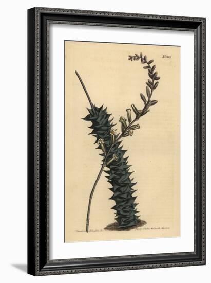 Astroloba Foliolosa (Small Leaved Aloe, Aloe Foliolosa)-Sydenham Teast Edwards-Framed Giclee Print