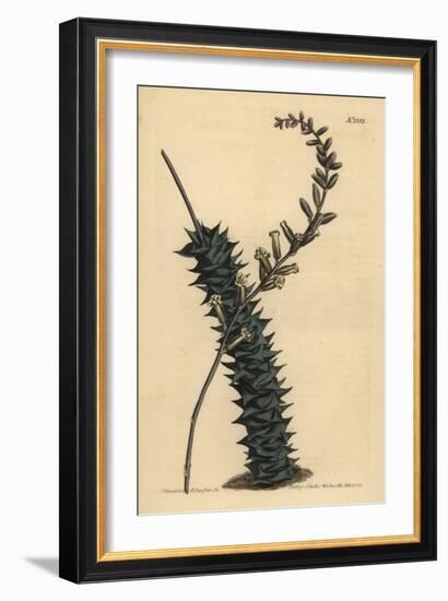 Astroloba Foliolosa (Small Leaved Aloe, Aloe Foliolosa)-Sydenham Teast Edwards-Framed Giclee Print