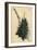 Astroloba Spiralis (Pentagonal Aloe, Aloe Pentagona)-Sydenham Teast Edwards-Framed Giclee Print