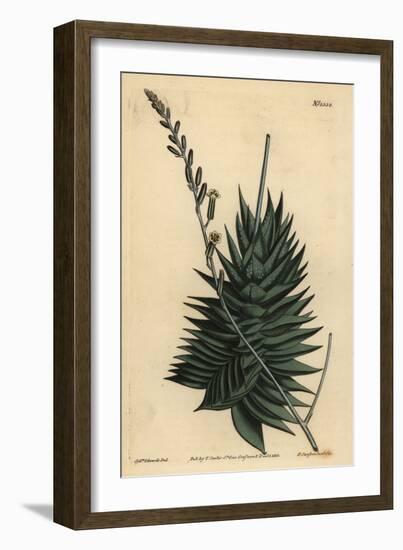 Astroloba Spiralis (Pentagonal Aloe, Aloe Pentagona)-Sydenham Teast Edwards-Framed Giclee Print