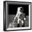 Astronaut Alan Bean on the Moon-null-Framed Photographic Print