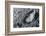 Astronaut Footprint on the Moon-Detlev Van Ravenswaay-Framed Photographic Print