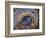 Astronomical Clock, Old Town Hall, Prague, Czech Republic-Jon Arnold-Framed Photographic Print