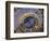 Astronomical Clock, Old Town Hall, Prague, Czech Republic-Jon Arnold-Framed Photographic Print