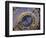 Astronomical Clock, Old Town Hall, Prague, Czech Republic-Jon Arnold-Framed Photographic Print