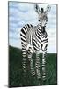 At Attention Zebra-Megan Morris-Mounted Art Print