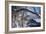 At River's Edge-Gordon Semmens-Framed Photographic Print