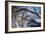 At River's Edge-Gordon Semmens-Framed Photographic Print