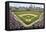 At the Ballpark-Larry Malvin-Framed Premier Image Canvas