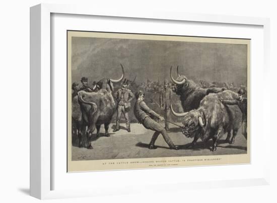 At the Cattle Show, Judging Scotch Cattle, A Fractious Hielander-John Charlton-Framed Giclee Print