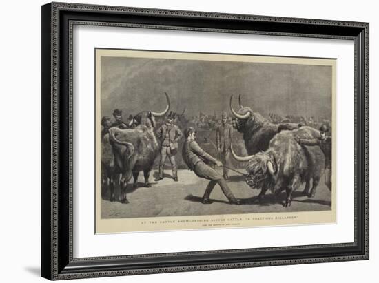 At the Cattle Show, Judging Scotch Cattle, A Fractious Hielander-John Charlton-Framed Giclee Print