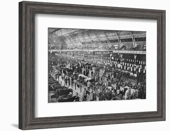 At the Smithfield Club cattle show, Agricultural Hall, Islington, London, 1902-Unknown-Framed Photographic Print