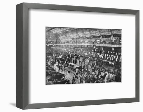 At the Smithfield Club cattle show, Agricultural Hall, Islington, London, 1902-Unknown-Framed Photographic Print