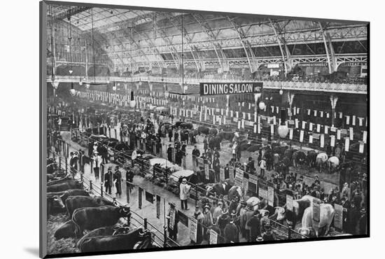 At the Smithfield Club cattle show, Agricultural Hall, Islington, London, 1902-Unknown-Mounted Photographic Print