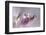 At the tip lll-Heidi Westum-Framed Photographic Print