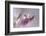 At the tip lll-Heidi Westum-Framed Photographic Print