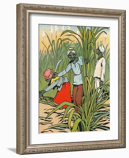 'At Work Among The Sugar-Canes', 1912-Charles Robinson-Framed Giclee Print