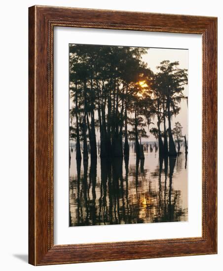 Atchafalaya Swamp, 'Cajun Country', Louisiana, USA-Sylvain Grandadam-Framed Photographic Print