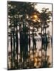 Atchafalaya Swamp, 'Cajun Country', Louisiana, USA-Sylvain Grandadam-Mounted Photographic Print