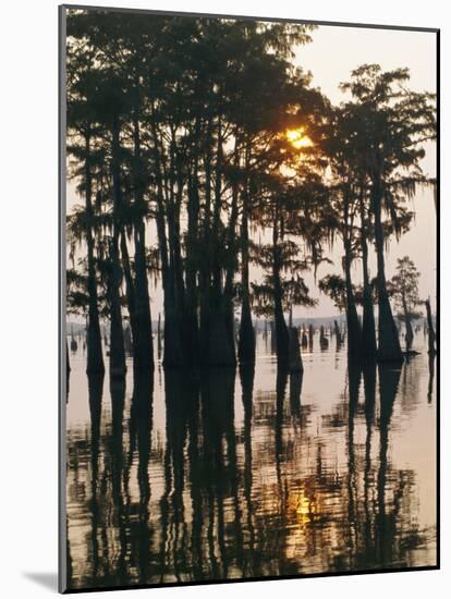 Atchafalaya Swamp, 'Cajun Country', Louisiana, USA-Sylvain Grandadam-Mounted Photographic Print