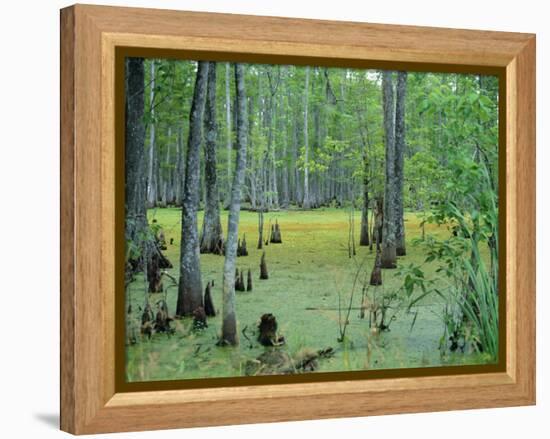 Atchafalaya Swamp Near Gibson in the Heart of 'Cajun Country', Louisiana, USA-Robert Francis-Framed Premier Image Canvas