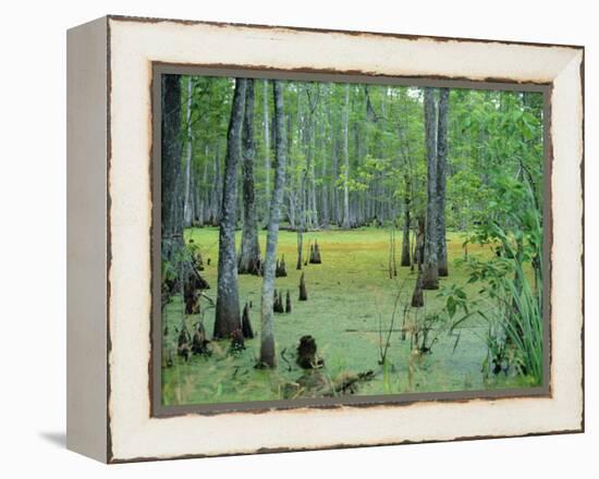 Atchafalaya Swamp Near Gibson in the Heart of 'Cajun Country', Louisiana, USA-Robert Francis-Framed Premier Image Canvas