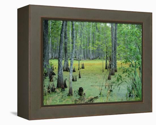 Atchafalaya Swamp Near Gibson in the Heart of 'Cajun Country', Louisiana, USA-Robert Francis-Framed Premier Image Canvas