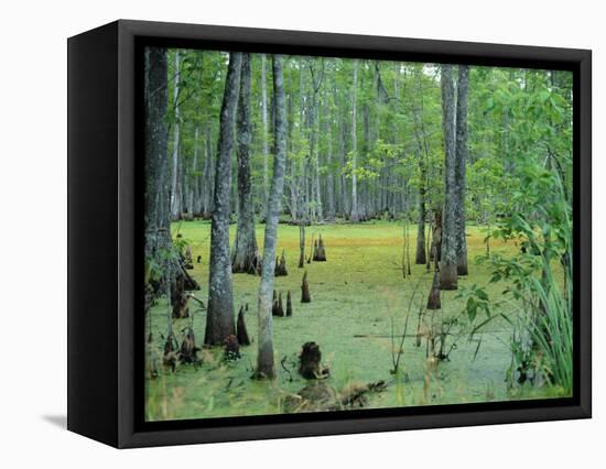 Atchafalaya Swamp Near Gibson in the Heart of 'Cajun Country', Louisiana, USA-Robert Francis-Framed Premier Image Canvas