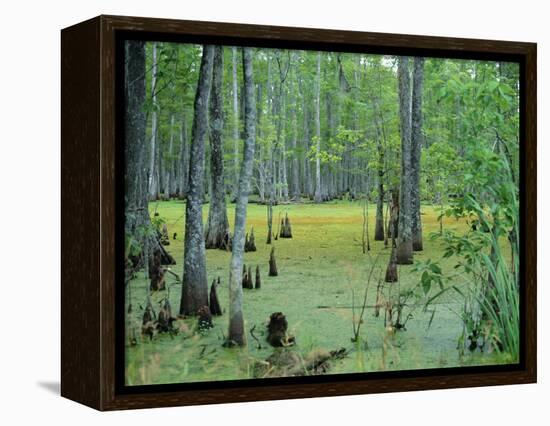 Atchafalaya Swamp Near Gibson in the Heart of 'Cajun Country', Louisiana, USA-Robert Francis-Framed Premier Image Canvas