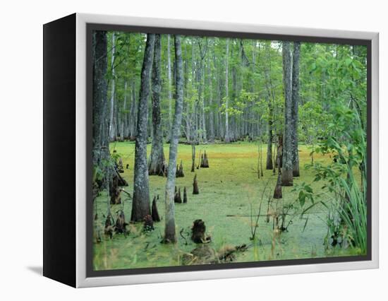 Atchafalaya Swamp Near Gibson in the Heart of 'Cajun Country', Louisiana, USA-Robert Francis-Framed Premier Image Canvas