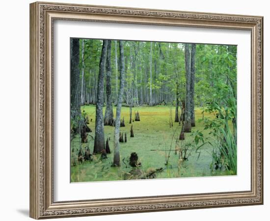 Atchafalaya Swamp Near Gibson in the Heart of 'Cajun Country', Louisiana, USA-Robert Francis-Framed Photographic Print