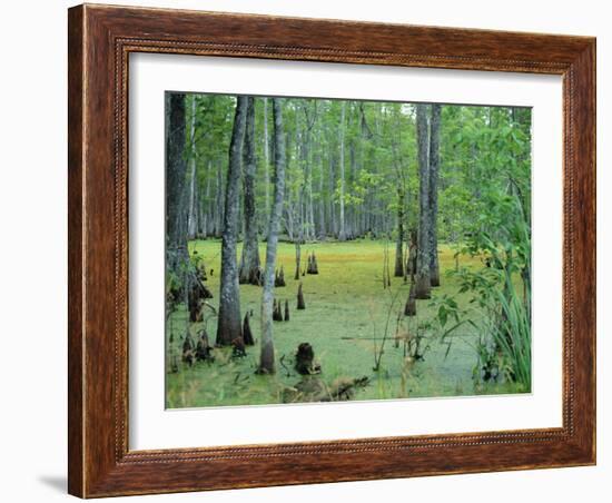 Atchafalaya Swamp Near Gibson in the Heart of 'Cajun Country', Louisiana, USA-Robert Francis-Framed Photographic Print