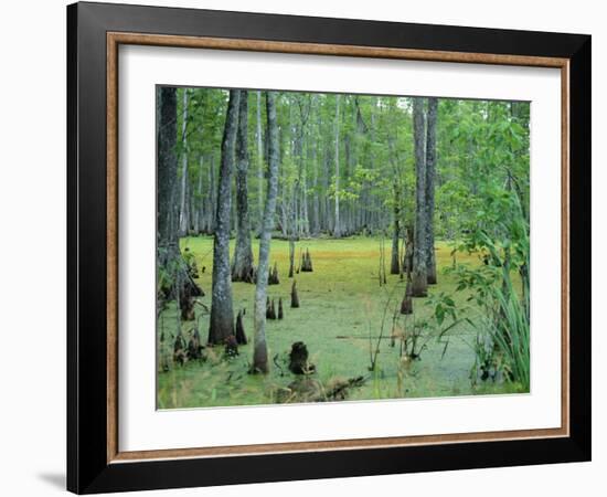 Atchafalaya Swamp Near Gibson in the Heart of 'Cajun Country', Louisiana, USA-Robert Francis-Framed Photographic Print