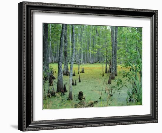 Atchafalaya Swamp Near Gibson in the Heart of 'Cajun Country', Louisiana, USA-Robert Francis-Framed Photographic Print