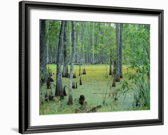 Atchafalaya Swamp Near Gibson in the Heart of 'Cajun Country', Louisiana, USA-Robert Francis-Framed Photographic Print