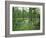 Atchofalaya Swamp in the Heart of Cajun Country, Near Gibson, Louisiana, USA-Robert Francis-Framed Photographic Print