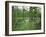 Atchofalaya Swamp in the Heart of Cajun Country, Near Gibson, Louisiana, USA-Robert Francis-Framed Photographic Print