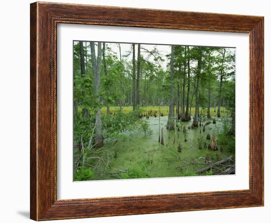 Atchofalaya Swamp in the Heart of Cajun Country, Near Gibson, Louisiana, USA-Robert Francis-Framed Photographic Print