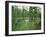 Atchofalaya Swamp in the Heart of Cajun Country, Near Gibson, Louisiana, USA-Robert Francis-Framed Photographic Print