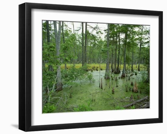 Atchofalaya Swamp in the Heart of Cajun Country, Near Gibson, Louisiana, USA-Robert Francis-Framed Photographic Print