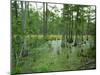 Atchofalaya Swamp in the Heart of Cajun Country, Near Gibson, Louisiana, USA-Robert Francis-Mounted Photographic Print