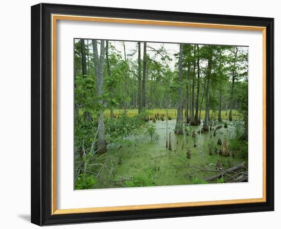 Atchofalaya Swamp in the Heart of Cajun Country, Near Gibson, Louisiana, USA-Robert Francis-Framed Photographic Print