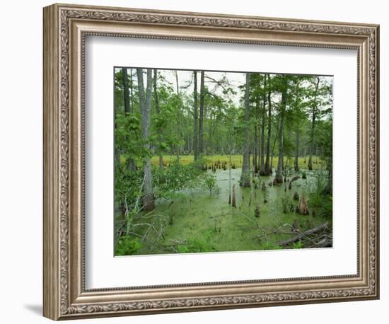 Atchofalaya Swamp in the Heart of Cajun Country, Near Gibson, Louisiana, USA-Robert Francis-Framed Photographic Print