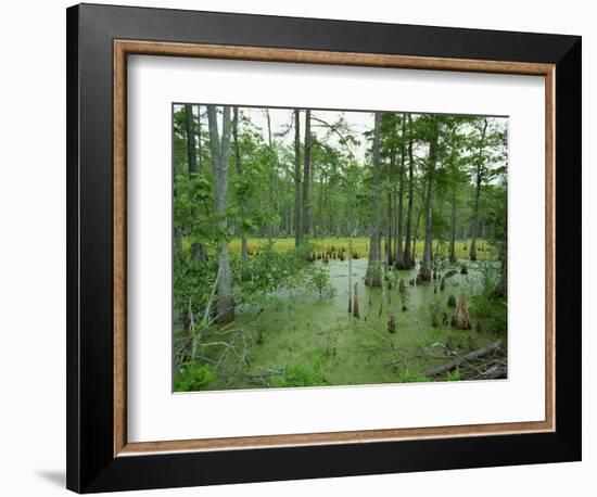 Atchofalaya Swamp in the Heart of Cajun Country, Near Gibson, Louisiana, USA-Robert Francis-Framed Photographic Print