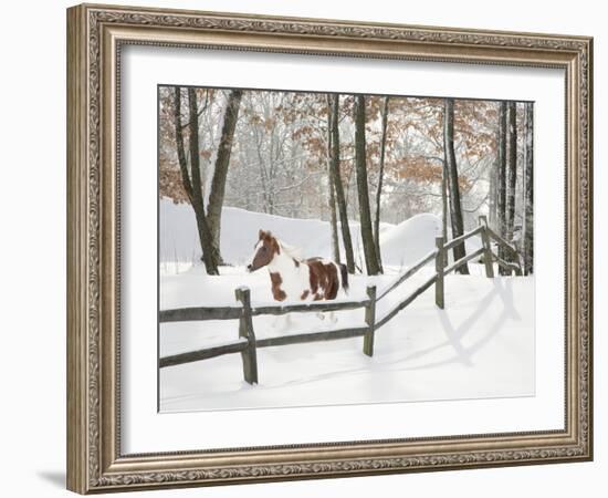 Athena in the Snow, Farmington Hills, Michigan ‘09-Monte Nagler-Framed Photographic Print