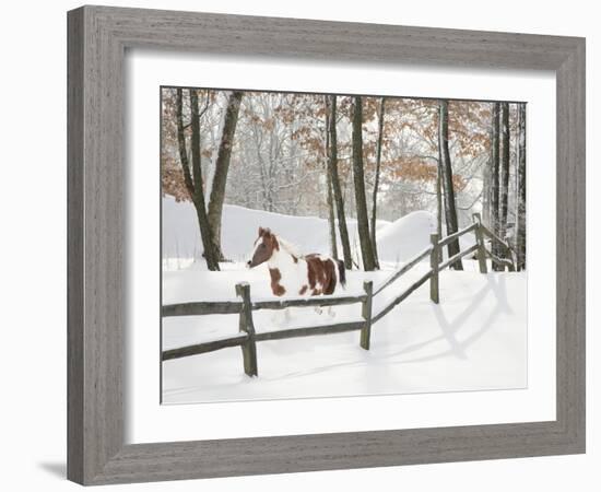 Athena in the Snow, Farmington Hills, Michigan ‘09-Monte Nagler-Framed Photographic Print